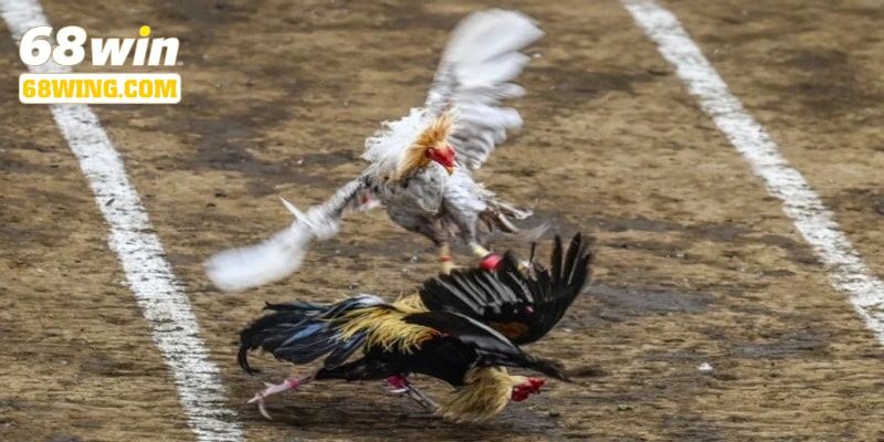 Đá gà cựa dao 68win với xuất xứ cơ bản