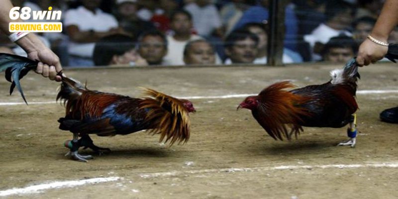 Việc chọn chiến kê khi chơi cũng khiến nhiều người phải đau đầu.