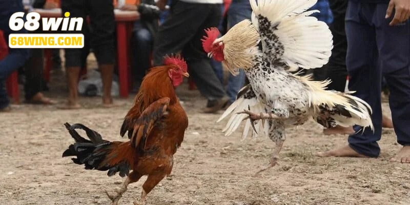 Khái niệm đá gà cựa sắt 68win